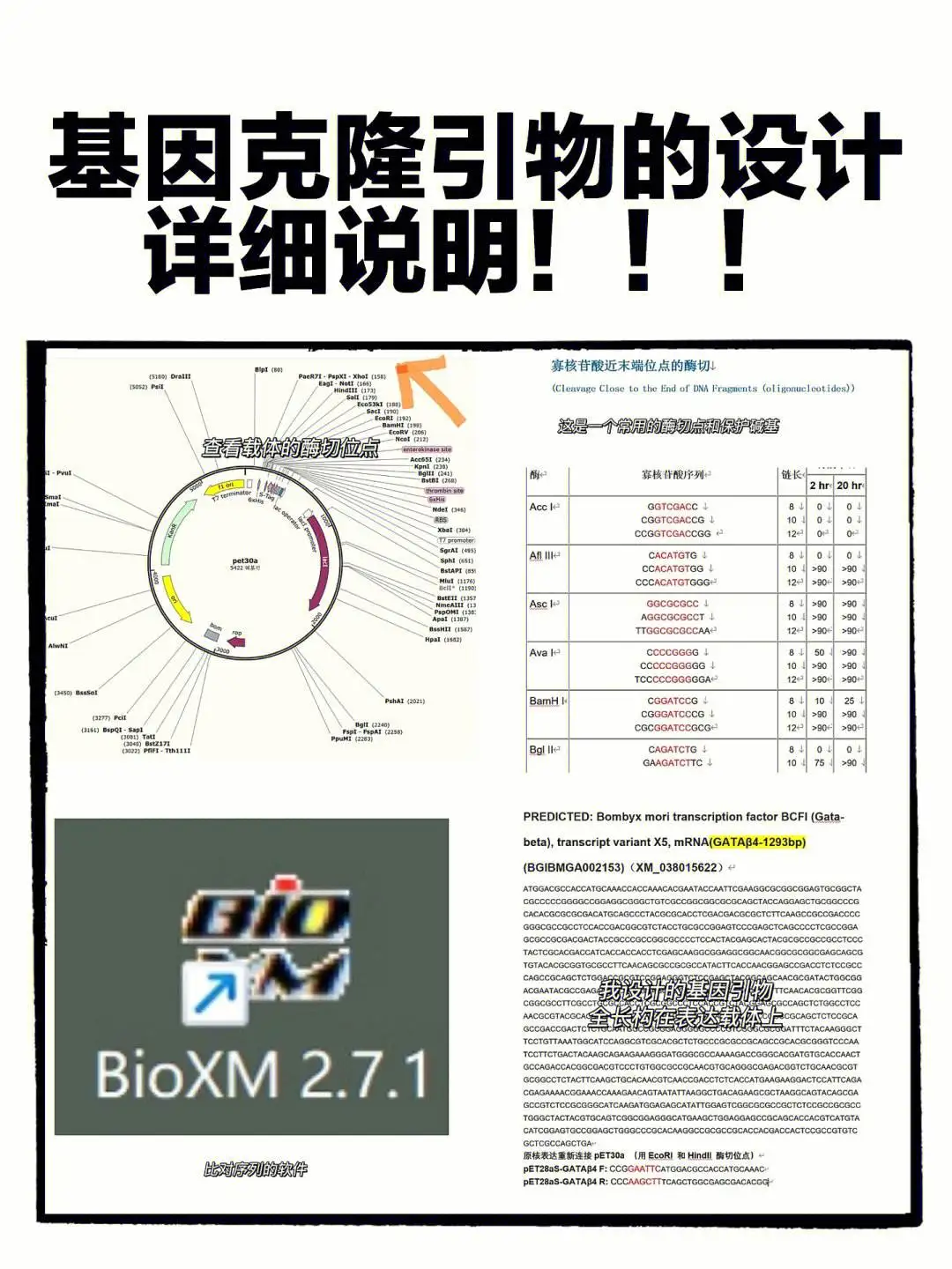 引物设计软件(引物设计软件的意义)