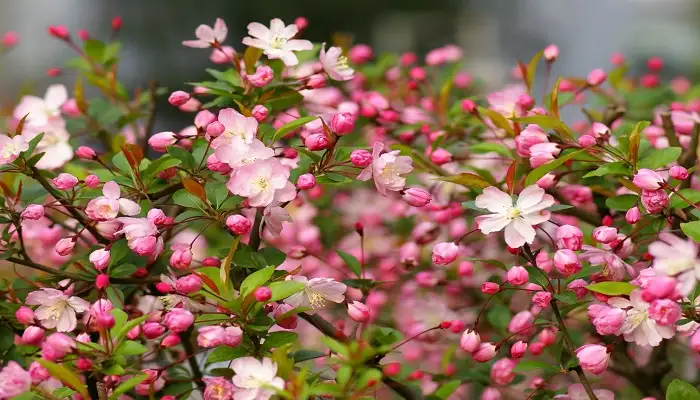 春天有什么花开(春天有什么花开花?)