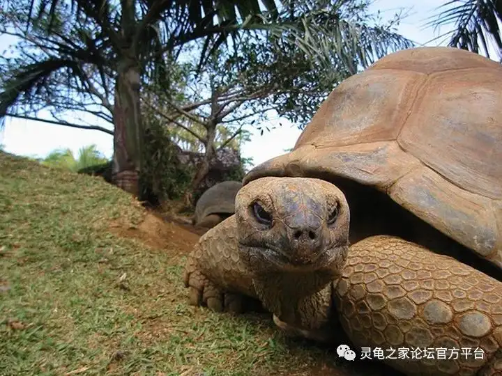 惧龟(聚桂醇注射液)