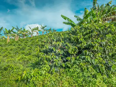 咖啡豆种植(咖啡豆种植基地)