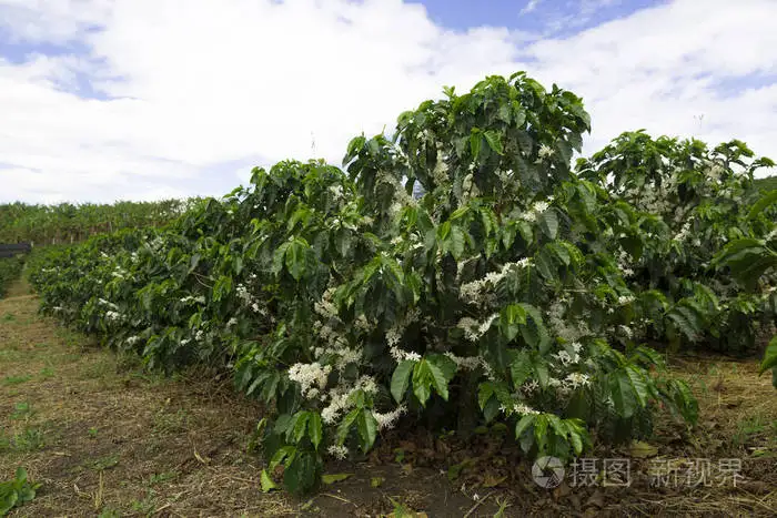 咖啡豆种植(咖啡豆种植基地)