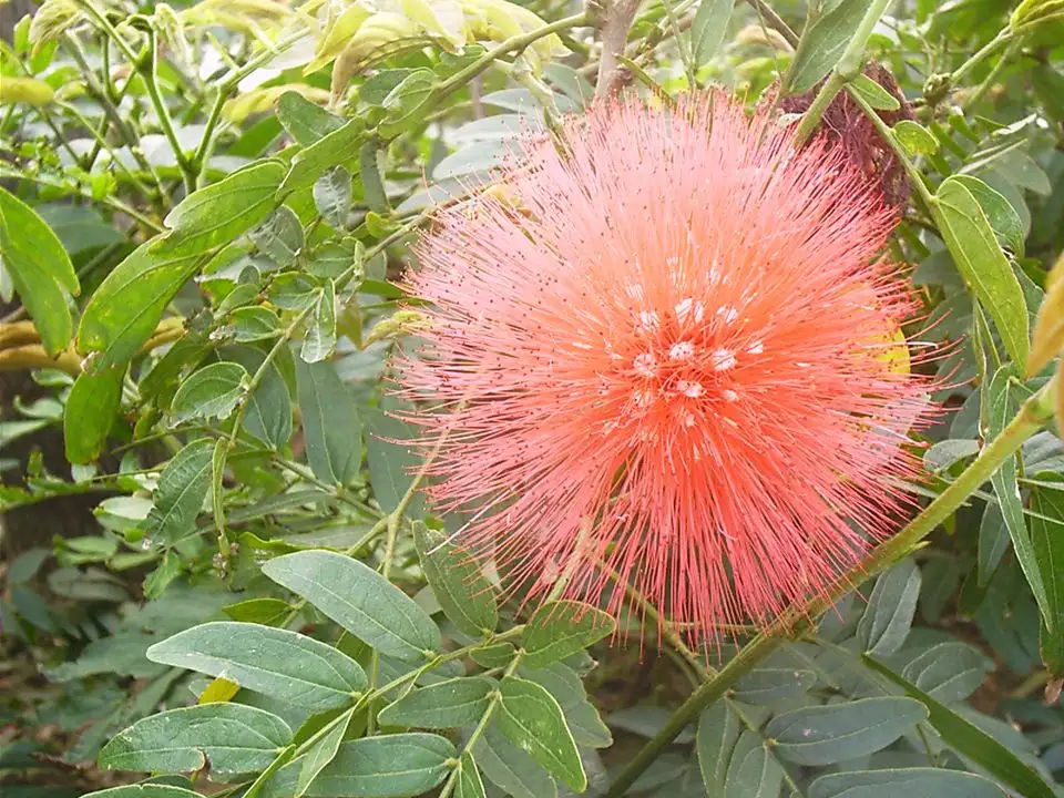 华南木棉(华南木棉花)