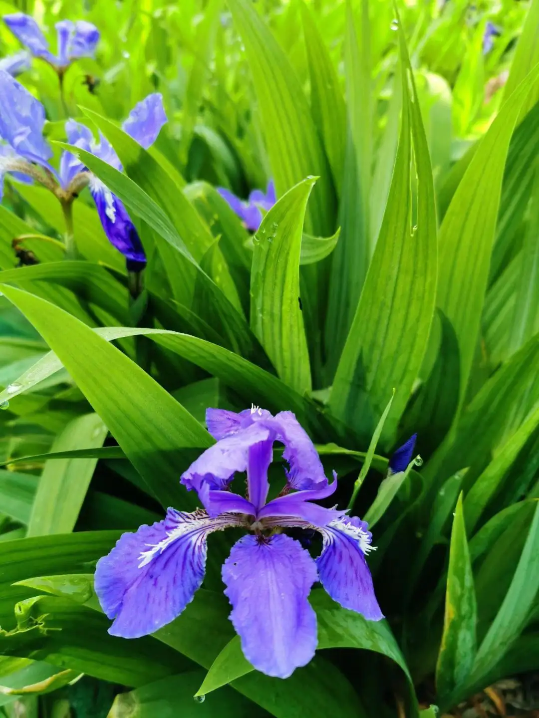 六月花(六月花图片)